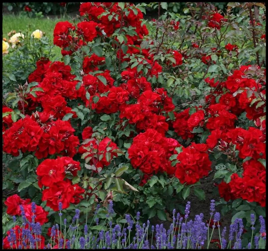 Brillant Kosar róże parkowe